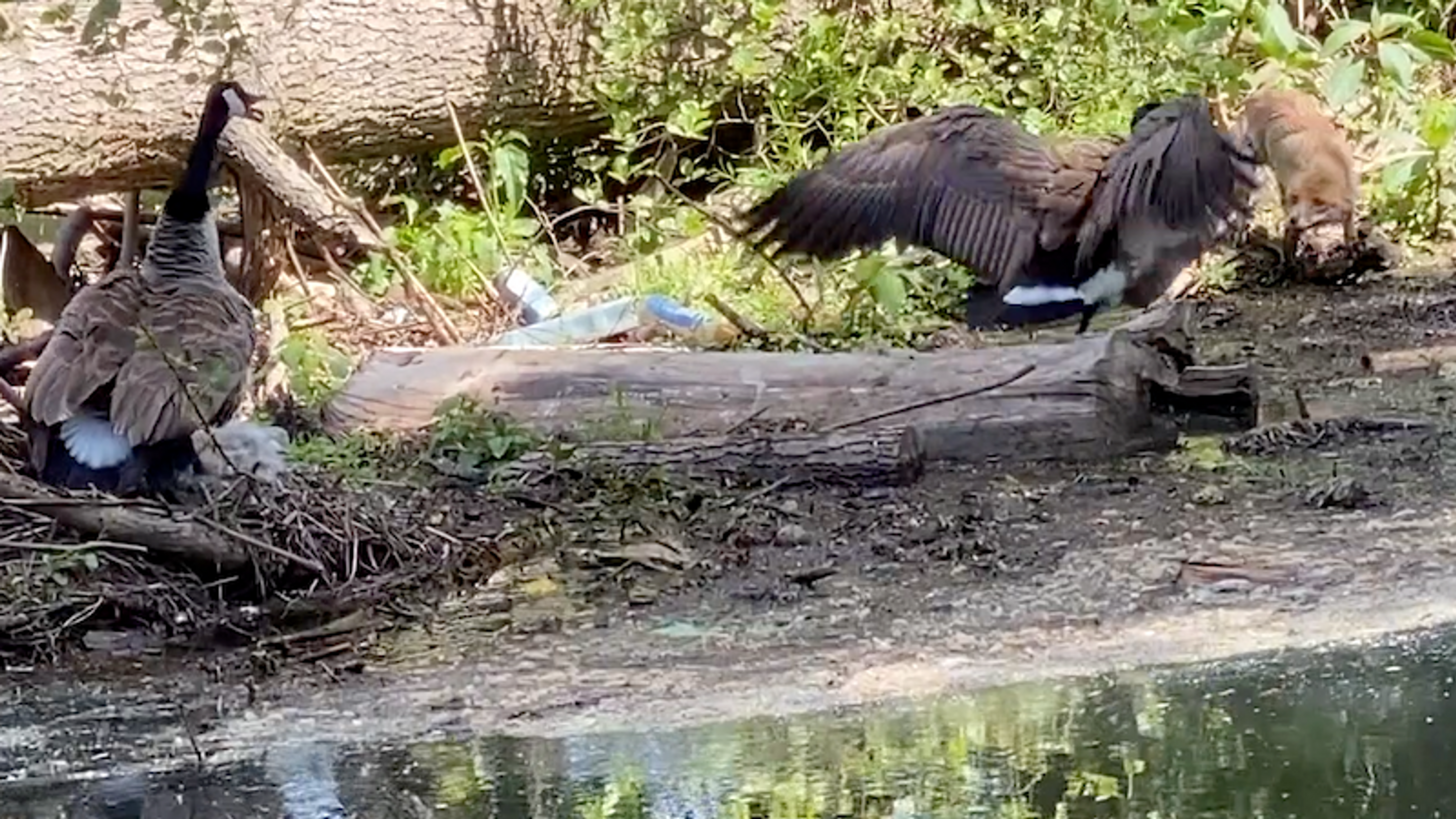 17 [18] 2020-05-18 Alice goose 1080 IMG_4463